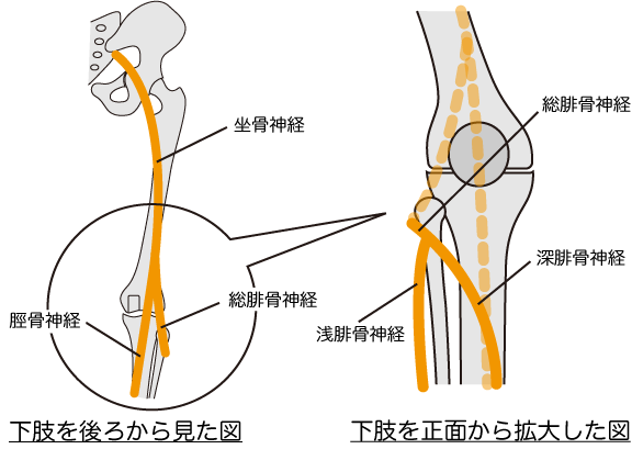 膝神経節